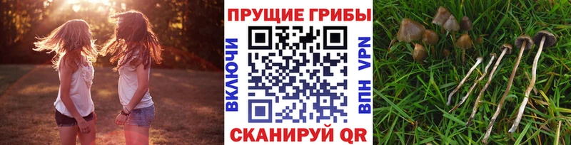 Купить закладки  Палласовка  Галлюциногенные грибы MAGIC MUSHROOMS 
